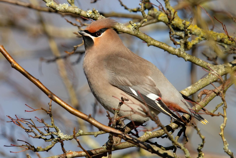 Waxwing - Hassop - Derbyshire