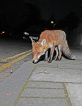 Urban Fox, Bristol _ UR049