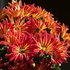 Chrysanthemums