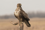 Buzzard