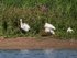 Spoonbills