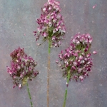 Alliums Cubed