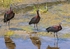 One of the two iconic birds of Lesvos.