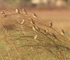 Baya Weavers