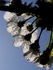 Sunlit Blossom