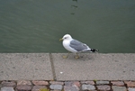 Common Gull