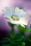 African Daisy - 1672