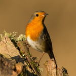 Robin