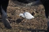 Cattle Egret