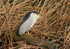Night Heron