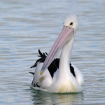 Australasian Birds portfolio