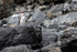 Humboldt Penguin standing on rock, Chile