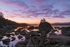 First Light Bonsai Cove