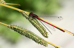 Red Damselfly
