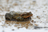 Common Toad, Otmoor