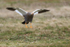 Upland Goose (female) about to land, Carcass Island, Falklands