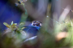 The Common Frog _ RAP010
