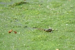 Grass Snake