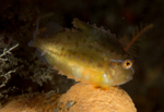 Cyclopterus lumpus