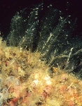 Kirchenpaueria similis