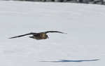 Brown Skua