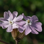 White and red capion hybrid (Silena latifolia x S. dioica)