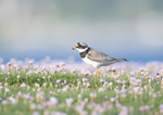 Ringed Plover - Charadrius hiaticula