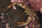 Galathea squamifera