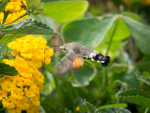 471A3576, Hummingbird Hawk moth