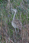 Black-bellied Bustard (female) in long grass