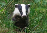 Badger