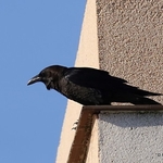 Brown-necked Raven (Corvus ruficollis)