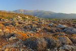 Spiny Burnet plants in the foreground, Malia, Crete.