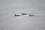 Great Northern Divers