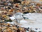Sanderling