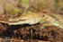 Nile Crocodile on the edge of the lake