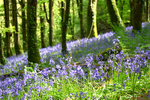 Bluebells near Looe in Cornwall