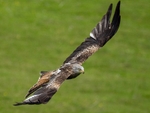 Red Kite