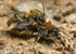Andrena clarkella - Pair