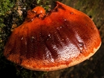 Beefsteak Fungus (04)