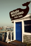 whale watching [vintage]