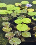 Lily Pads