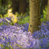 Tollymore Bluebells