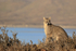 Puma (female) sitting above Lago Sarmiento de Gamboa, Torres del Paine