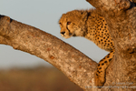 Cheetah lookout