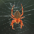 Araneus diadematus