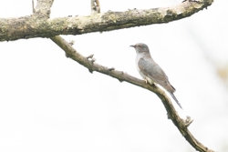 Common Cuckoo