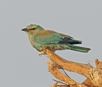 European Roller