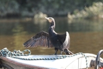 Cormorant 2