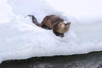 River Otter watches, Yellowstone River, Wyoming, USA